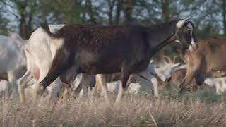 herd of goats on nature pasture wildlife and ecology by TMA WORLD No views 1 month ago 6 seconds