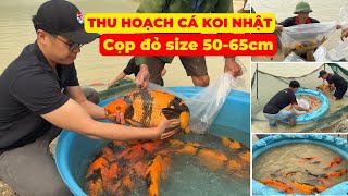 Thu hoạch CÁ KOI NHẬT size 50 - 65 CM | CỌP ĐỎ - HI UTSURI trại SHINODA hàng đầu thế giới