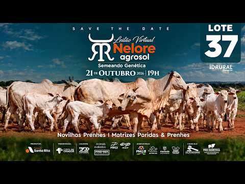 LOTE 37
