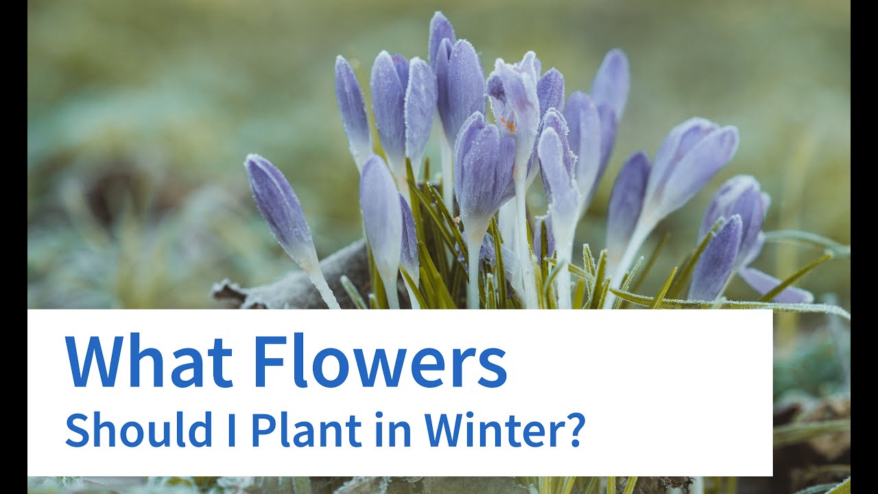 What Flowers Should I Plant In Winter? YouTube
