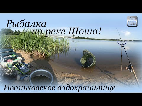 Рыбалка на реке Шоша, Иваньковское водохранилище, деревня Безбородово, Тверская область