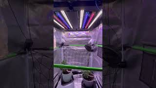 Next Strains next Run 🥦🪴🌱 #video #shorts #short #shortsvideo #viral #viralvideo #plants #reels
