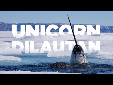 Video: Bisakah kamu berenang dengan narwhals?