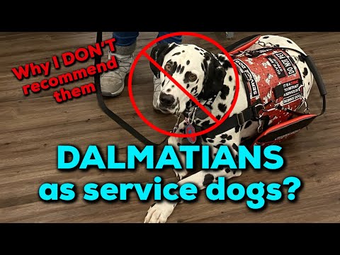 Video: Ang Fake Service Dogs Ay Isang Suliranin Para Sa Lahat