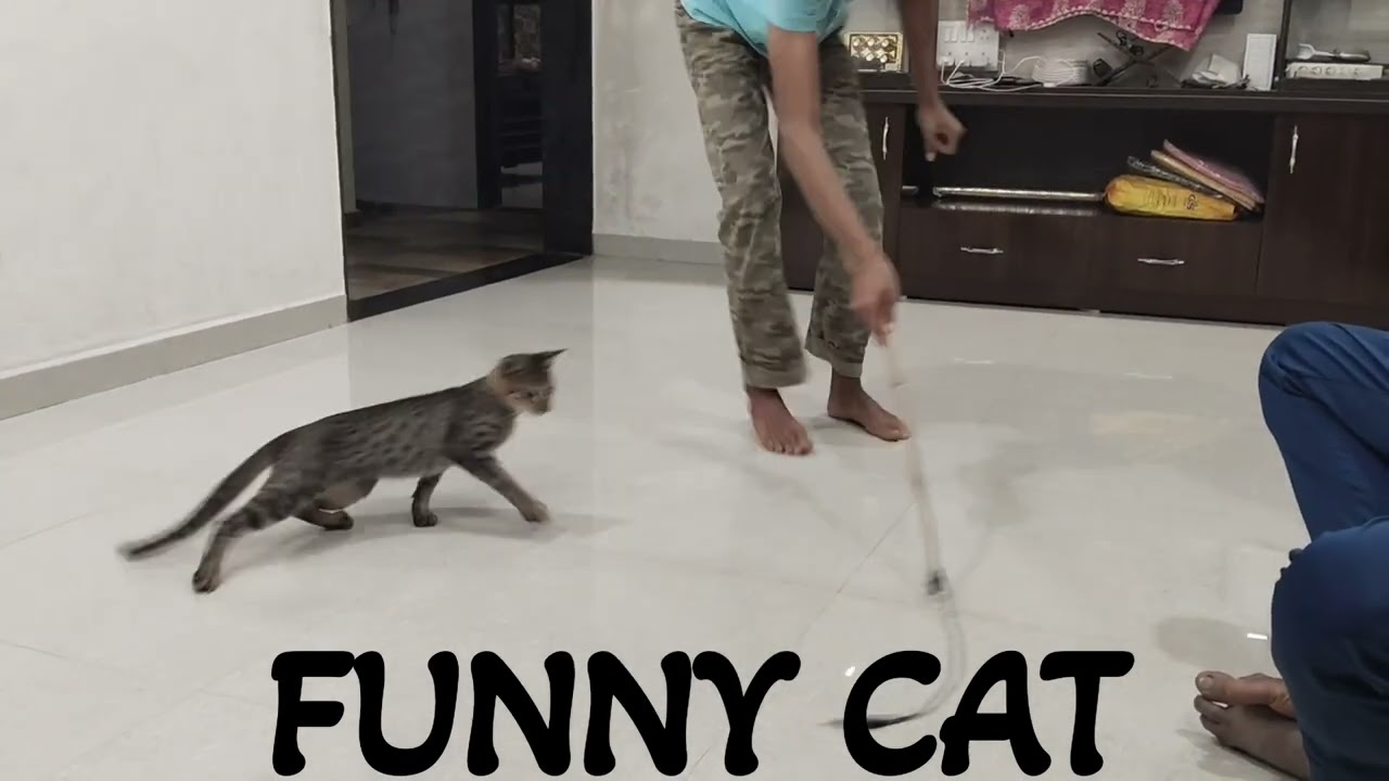 FUNNEY CAT PLAYING MOOD ON 