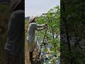 Long bean plant propagation skills-Agriculture farming #shorts
