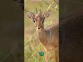 Dik Diks: Nature's 'Deer Lite'! 🦌💨 Mates for life, outruns buffering, &amp; 100% keyboard chaos. 😂
