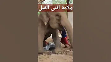 ولادة انثى الفيل 