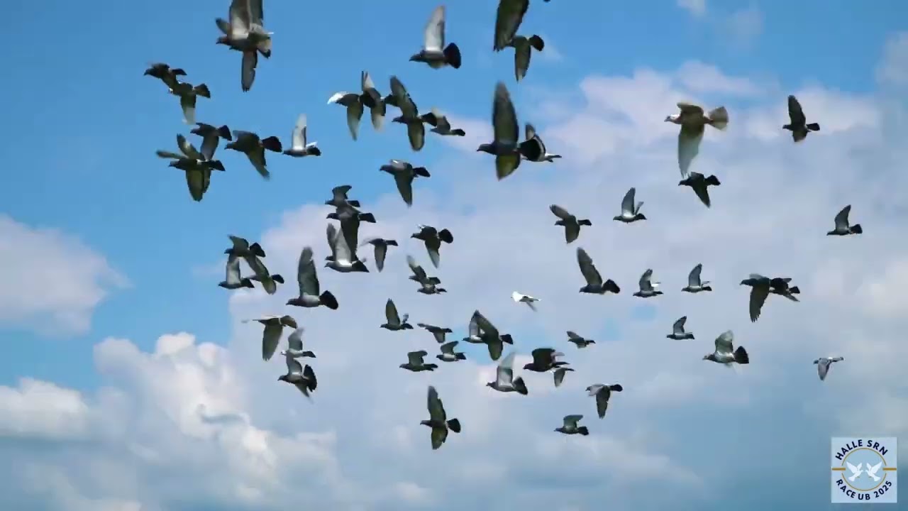 Podcast vdovstvo poštove holuby