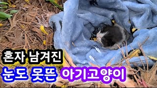 혼자 남겨진 눈도 못뜬 아기고양이