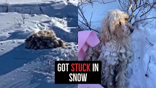 Poor Dog Got stuck in the Snow in Canada by People Are Wholesome 705 views 2 years ago 2 minutes, 38 seconds