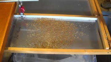 De hulling perennial wheat