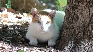 【森の猫】森に入ると、木の陰から猫達がコチラの様子を伺っていた