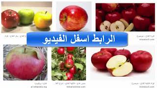 صور تفاح - فاكهة التفاح _ صور ومعلومات عن فاكهة التفاح