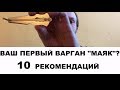 Ваш первый варган Маяк? 10 рекомендаций