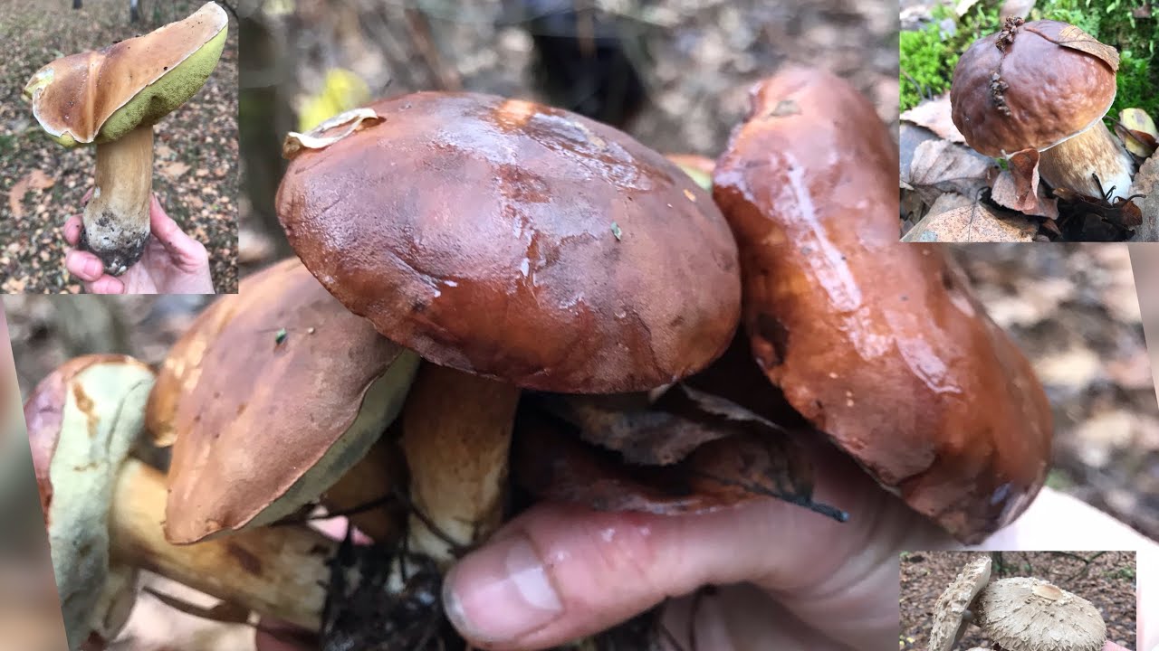 @Лісові Мрії  в Осінніх Барвах! Білі грибочки, Полячки, Парасольки … Наповнюють мій Кошик.!