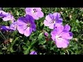 Best garden perennials  geranium rozanne cranesbill