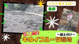 【素人農業】①ゼロから始めるキウイ栽培!!　～植え付け～