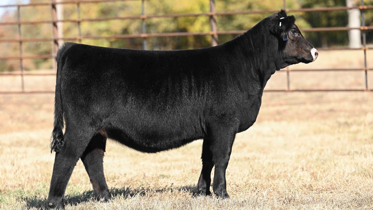 Buck Creek Ranch Lot 3 YouTube