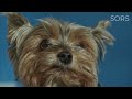 Greyfriars Bobby | True Tales of Animals