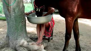 My Village Sister Care Black horse training Basics at Small Park, How to give food horse