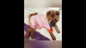 The cutest transformation of a chow chow you will ever see🥰🐕🤩 #chowchow #dogsofyoutube #trendingnow