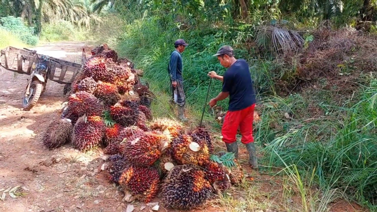 SUNGGUH SENANG PUNYA SAWIT DI PINGGIR JALAN HEMAT BIAYA