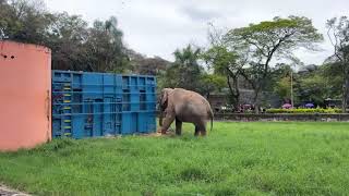 Live from the Zoo with Sandro Before His Relocation to Elephant Sanctuary Brazil