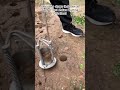 How to Dig Perfect Holes in Seconds #GardeningHacks #GardenTools #OddlySatisfying #PlantingTips
