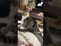 兄弟にガチギレされるにゃんこ#shorts