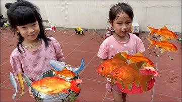 Bông kids và Bé Chíp Bắt cá chép , cá koi , cá diếc , bắt cá ở sân , nhiều loại cá , các con vật tv