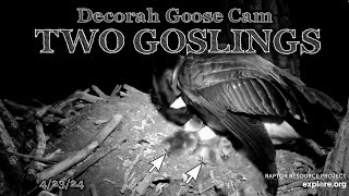 Decorah Goose Cam ▪︎ Now There Are Two Goslings ▪︎ 4\/23\/24 ▪︎ Explore.org