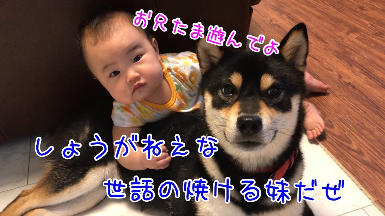 黒柴コタローと赤ちゃんとの生活で気をつけたことをご紹介します 黒柴コタローのハチャメチャlife 黒柴コタローと赤ちゃんとの生活で気をつけたことをご紹介します 黒柴コタローのハチャメチャlife