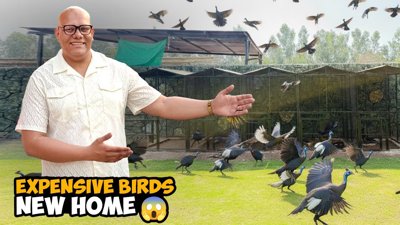 Expensive Birds Ka New Home Set Kar Diya🕊️🏡  | BT Farm Stories