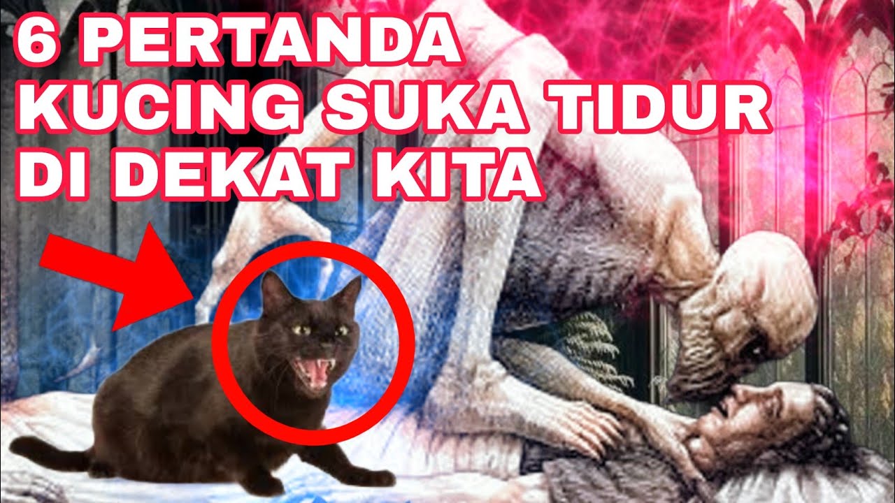 JIKA TAU INI SEMUA PASTI PELIHARA KUCING INILAH 6 PERTANDA KUCING SUKA TIDUR DI DEKAT KITA