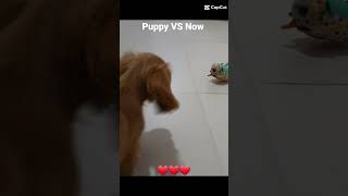American Cocker Spaniel Puppy VS Now ❤❤❤