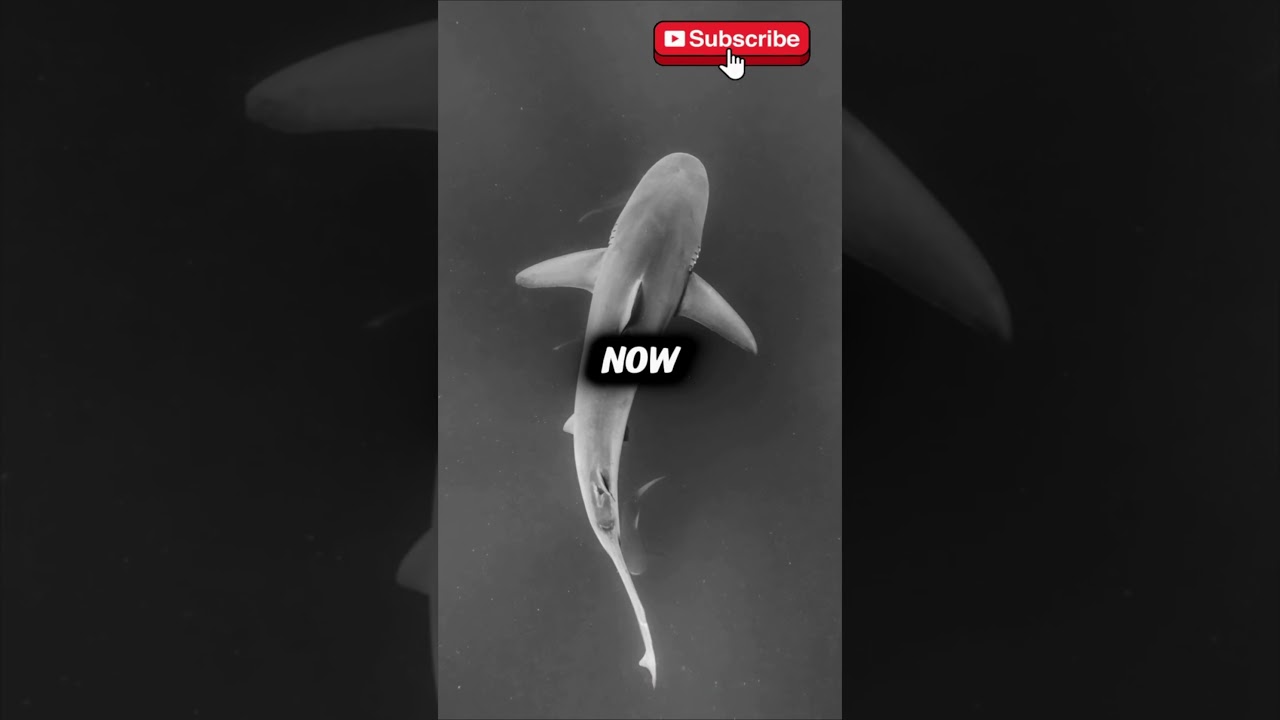 The Greenland Shark: Ancient Ocean Time 🎥🐠 