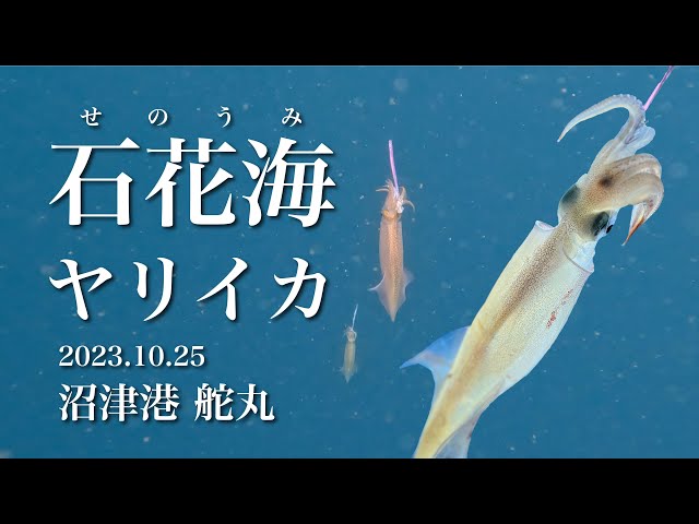 2023年10月25日】石花海ヤリイカ - YouTube