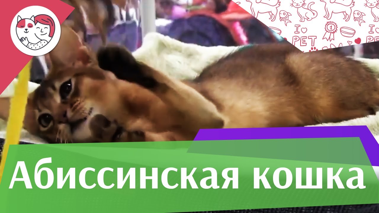 питомцы кукол лол Абиссинская кошка на Кэтсбург 17 ilikepet