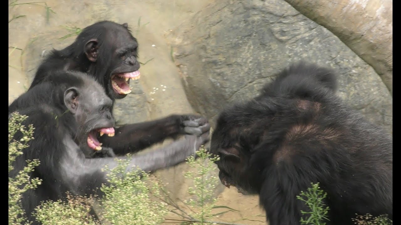Chimpanzee fight チンパンジーのけんか - YouTube