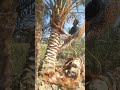 ابو نخله في طبهار الفيوم عند العم ابو محمد علي رسلان والاستاذ مصطفى علي بسيس