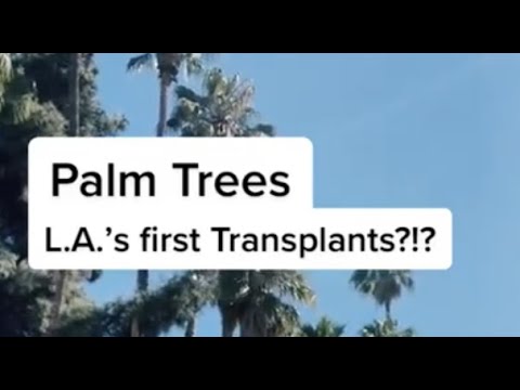 Video: Waarom zijn palmbomen hoger in Californië?