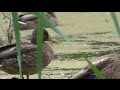 Дикие утки на дачном озере