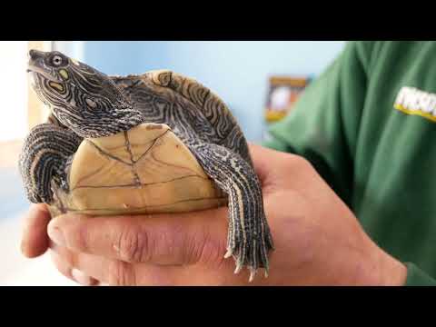 Video: Tortuga de mapa de Mississippi