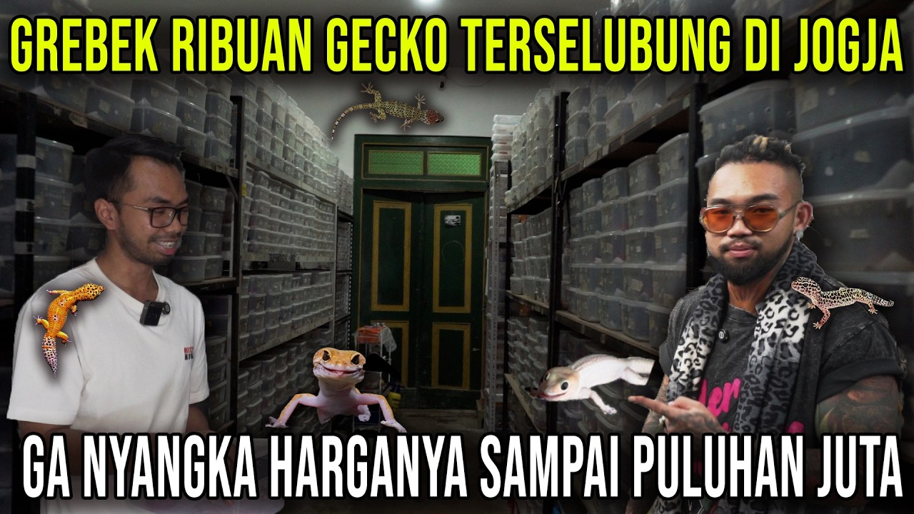 GREBEK RIBUAN GECKO TERSELUBUNG DI JOGJA GA NYANGKA HARGANYA SAMPAI PULUHAN JUTA