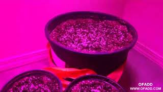 AUTOFLOWER CANNABIS GROW IN HISTORY!!! LED