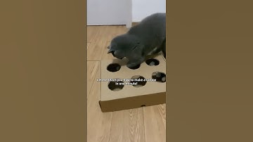 Time to make one for your little baby💕 #cuteecats #catfunny #diy #diycattoys #catmeow #catlover