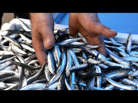 Видео: Мир анчоусов: Секреты их ловли, приготовления и получения шикарного рыбного соуса