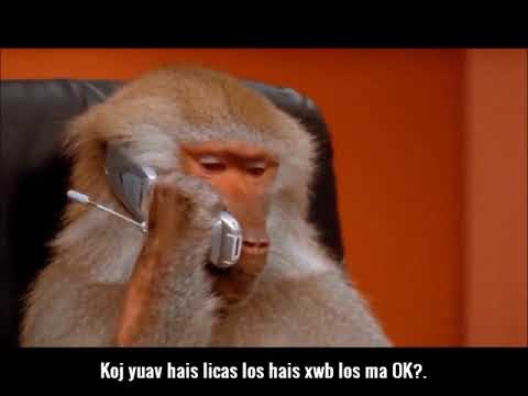 Video: Puas yog macaque yog liab?