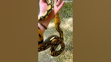 Tiger reticulated python #snake #reptiles